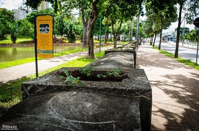 Vândalos furtam 300 mudas de roseiras no Lago das Rosas, em Goiânia