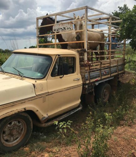 Menores são apreendidos suspeitos de furtar cavalos avaliados em R$ 46 mil, em Luziânia