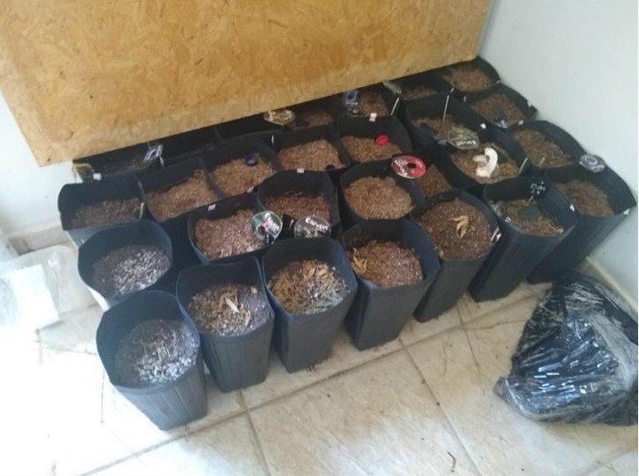 Homem é preso por cultivar plantação de supermaconha, em Aparecida de Goiânia