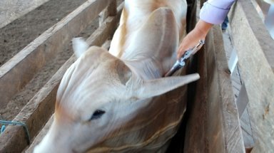 Governo de Goiás anuncia regras para vacinação contra aftosa em maio
