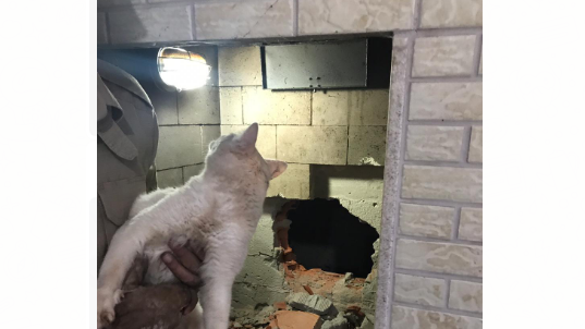 Resgatado gato que ficou preso em chaminé, em Itumbiara