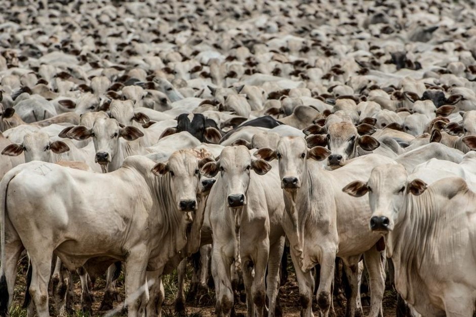 “Goiás vai exportar gado para o mundo todo”, diz Caiado