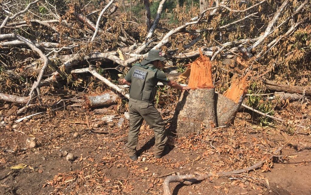 Semad e Polícia Ambiental flagram desmatamento irregular em Itapirapuã