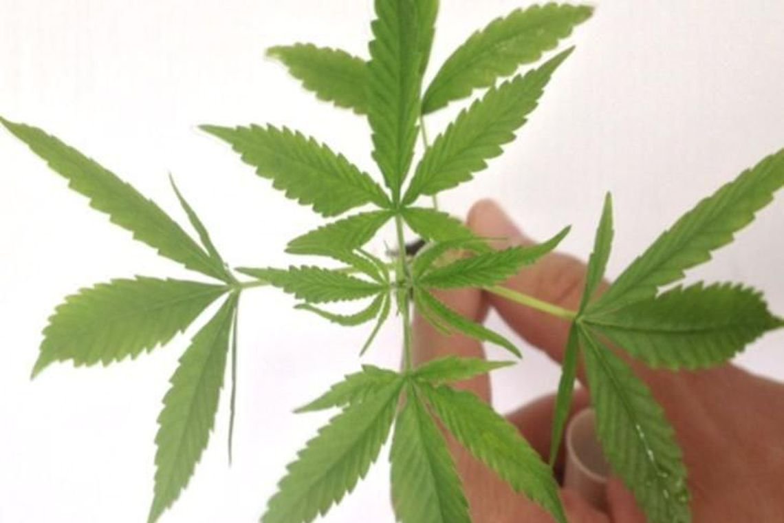 Estudo contesta uso de maconha no tratamento da dependência de cocaína