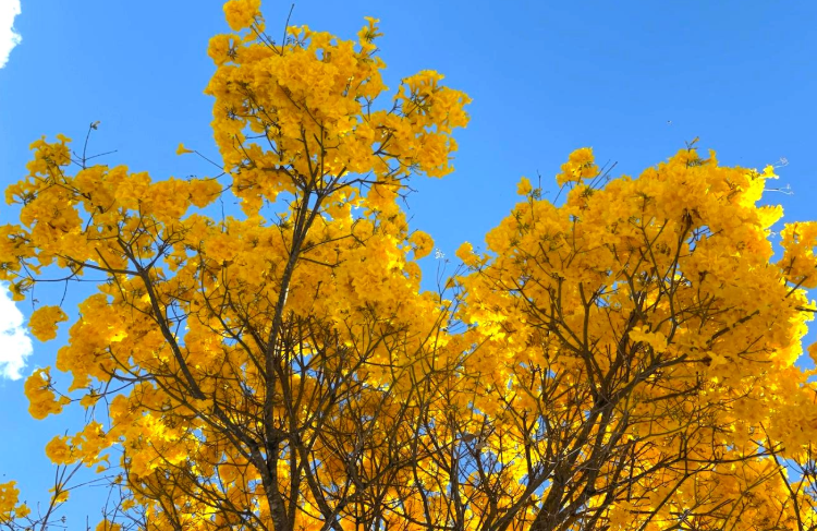 Com cerca de 50 mil exemplares, ipês transformam paisagem de Goiânia durante período de floração