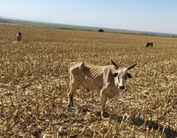 PC investiga maus-tratos contra mais de 200 cabeças de gado de fazenda em Goiás