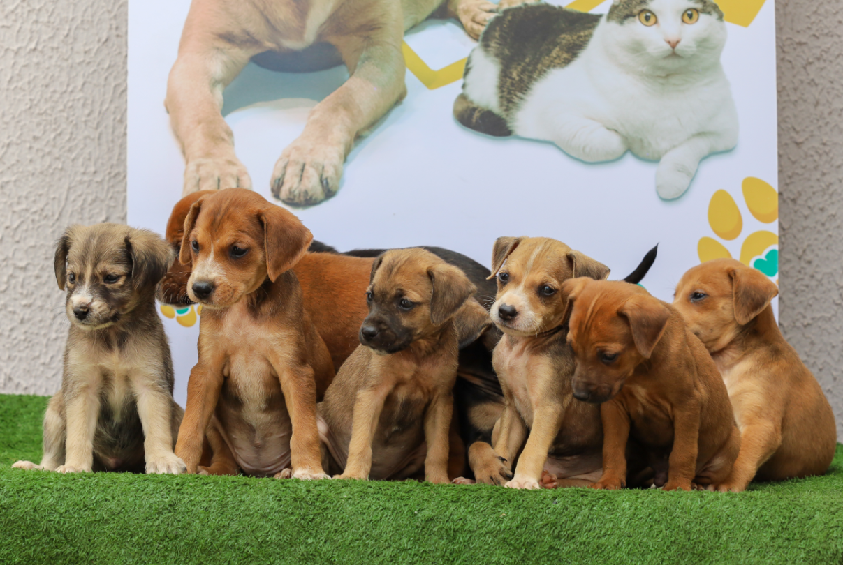 Prefeitura de Aparecida realiza feira de adoção de cães e gatos neste sábado