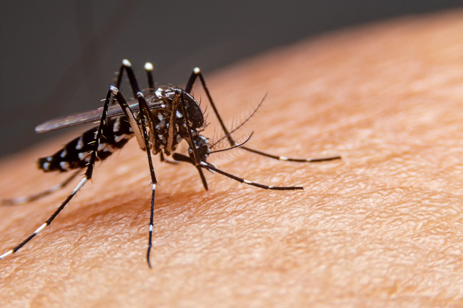 Menino de 7 anos morre de dengue em Anápolis