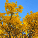 Com cerca de 50 mil exemplares, ipês transformam paisagem de Goiânia durante período de floração