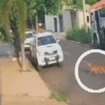 Onça é filmada andando tranquilamente por rua em cidade de Goiás