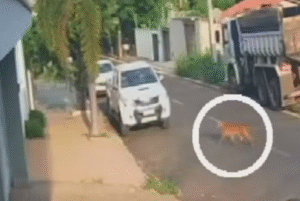 Onça é filmada andando tranquilamente por rua em cidade de Goiás